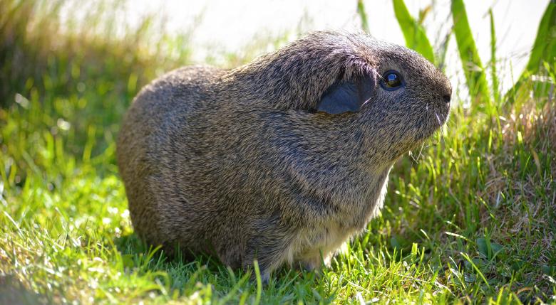 Free stock image of Guinea Pig Outdoors created by Pixabay