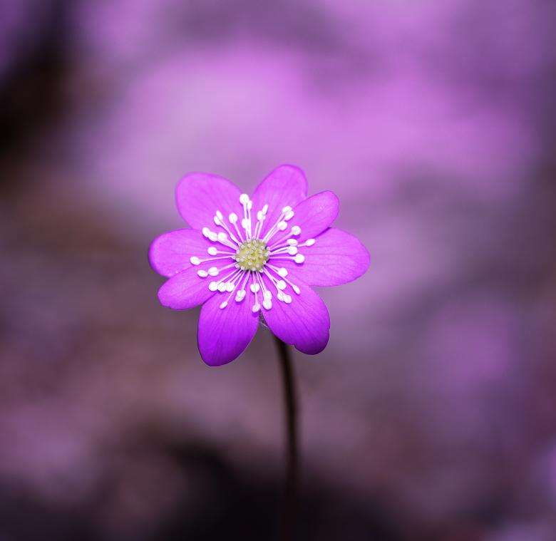 Free stock image of Flower created by Pixabay