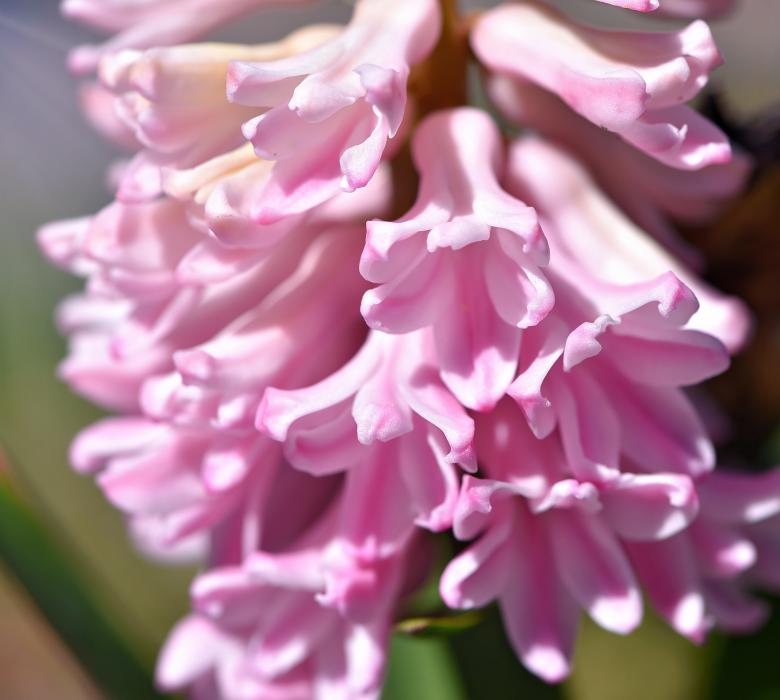 Free stock image of Nature created by Pixabay
