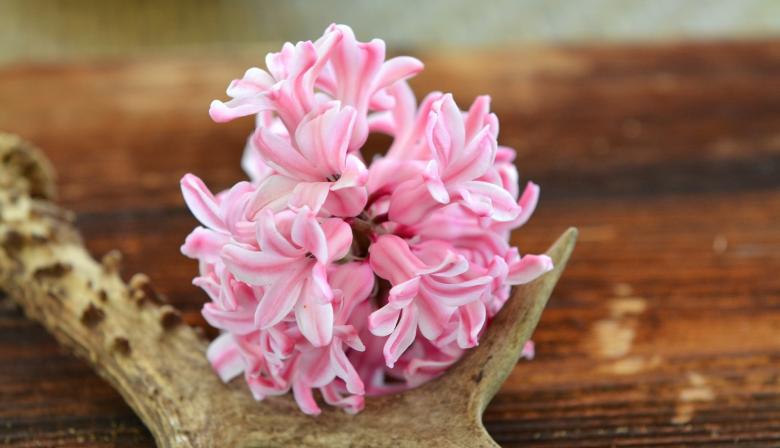 Free stock image of Hyacinth created by Pixabay