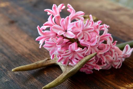 Free Stock Photo of Pink Flowers