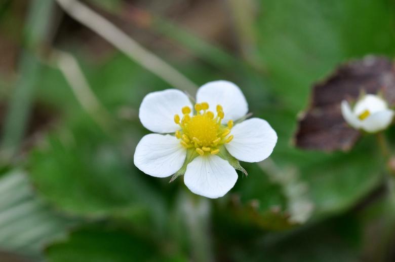 Free stock image of Flower created by Pixabay