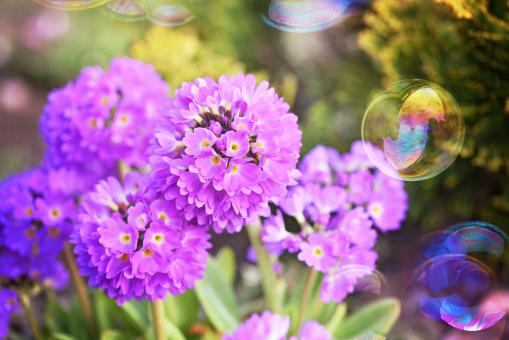 Free Stock Photo of Blooming