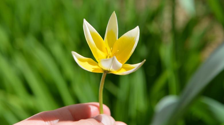 Free stock image of Yellow Flower created by Pixabay