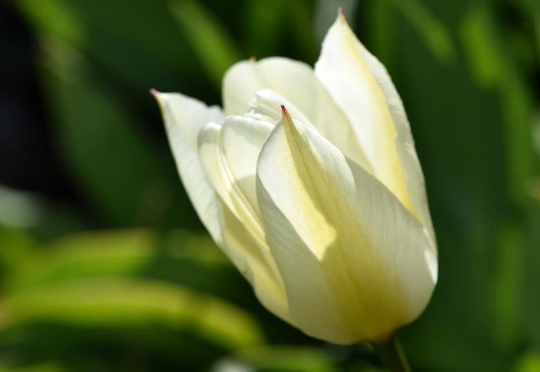 Free stock image of Garden created by Pixabay