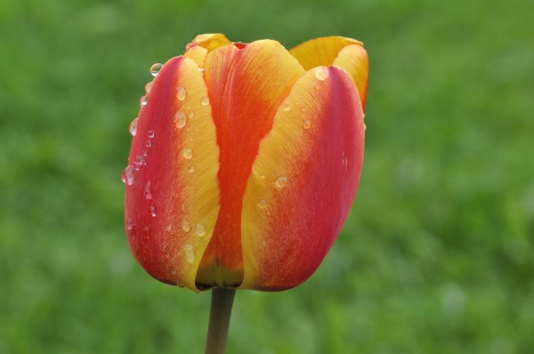 Free stock image of Flower created by Pixabay