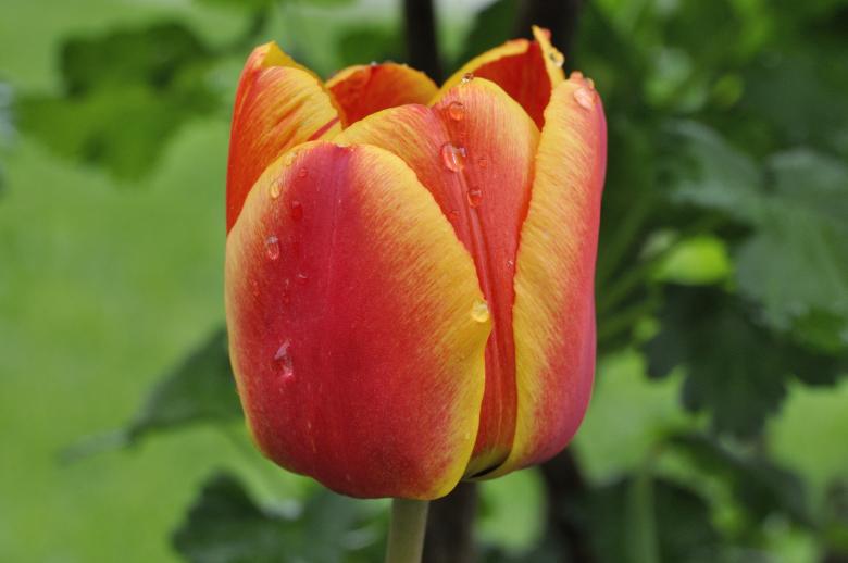 Free stock image of Tulip created by Pixabay