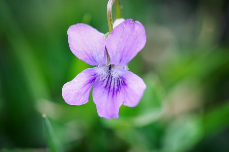 Free stock image of Violet created by Pixabay