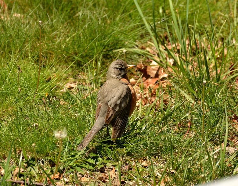 Free stock image of Robin created by Vincent alvino