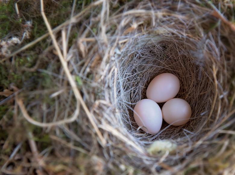 Free stock image of Birds Nest created by Pixabay