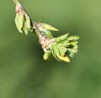 Free Stock Photo of Nature
