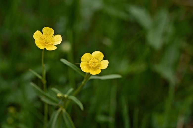 Free stock image of Buttercup created by Pixabay