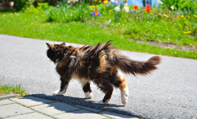 Free stock image of Hairy Cat created by Pixabay