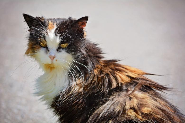 Free stock image of Cat created by Pixabay