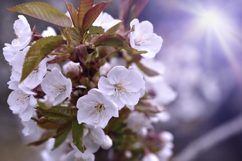 Free stock image of Cherry Blossom created by Pixabay