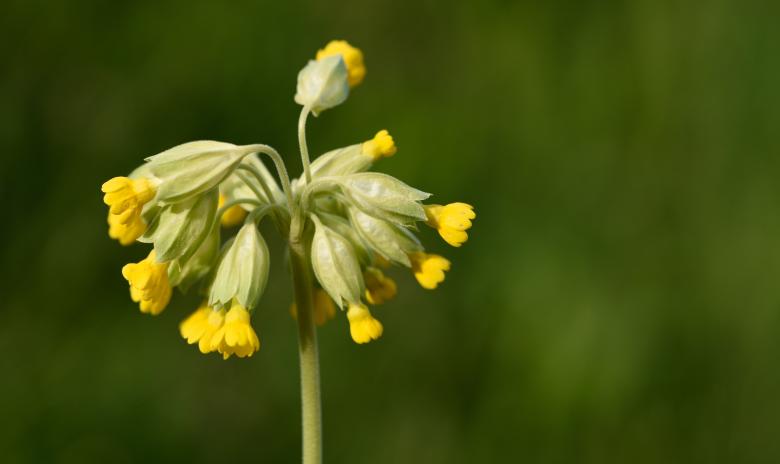 Free stock image of Cowslip created by Pixabay