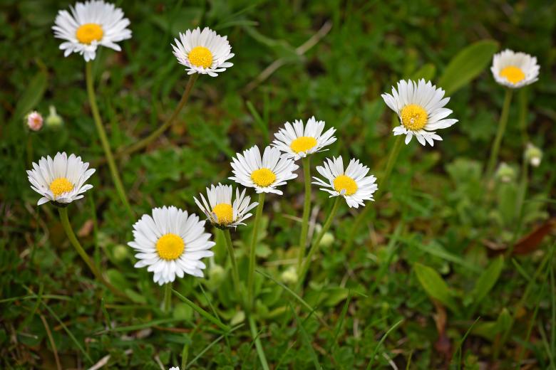 Free stock image of Garden created by Pixabay
