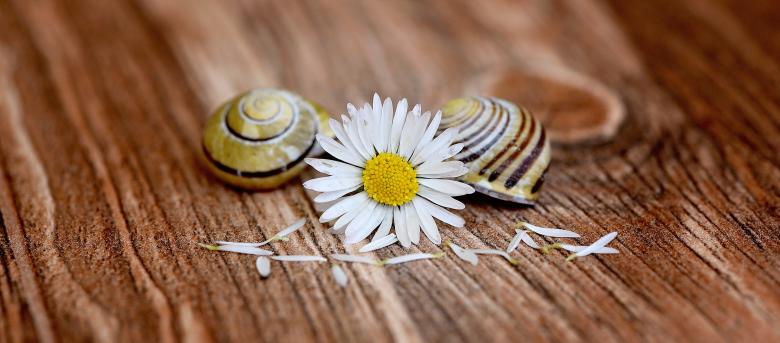 Free stock image of White Daisy and Shells created by Pixabay