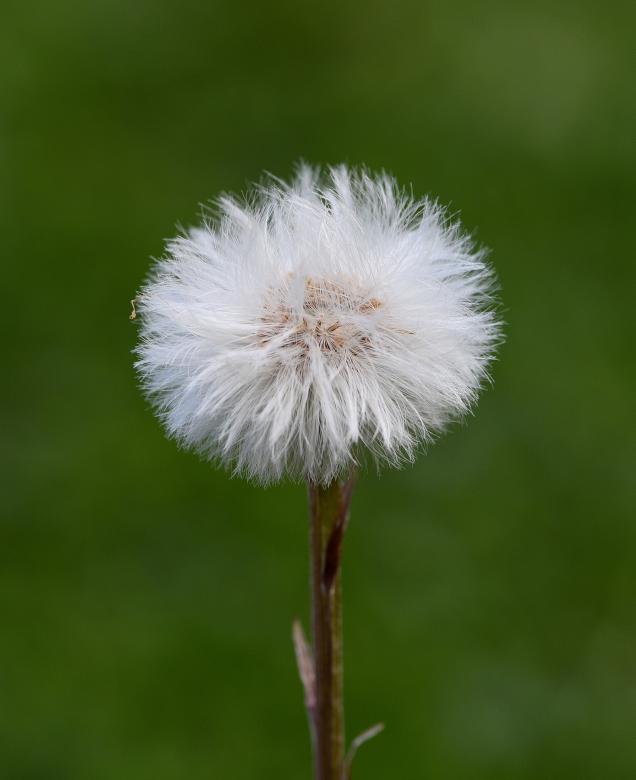 Free stock image of Dandelion created by Pixabay