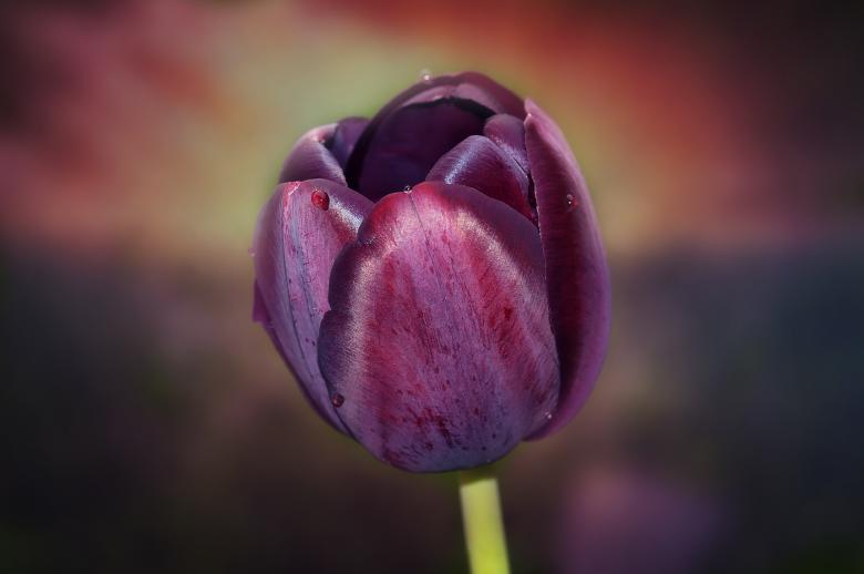 Free stock image of Purple Flower created by Pixabay