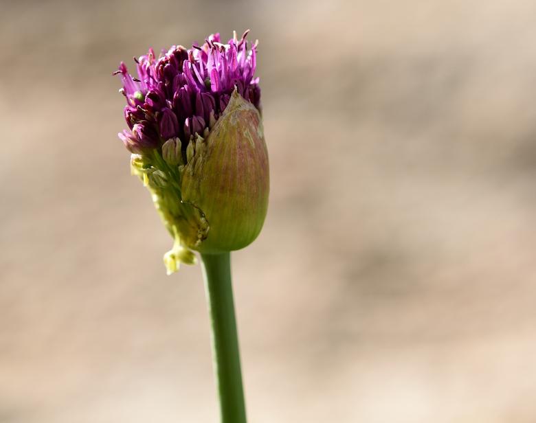 Free stock image of Purple Flower created by Pixabay