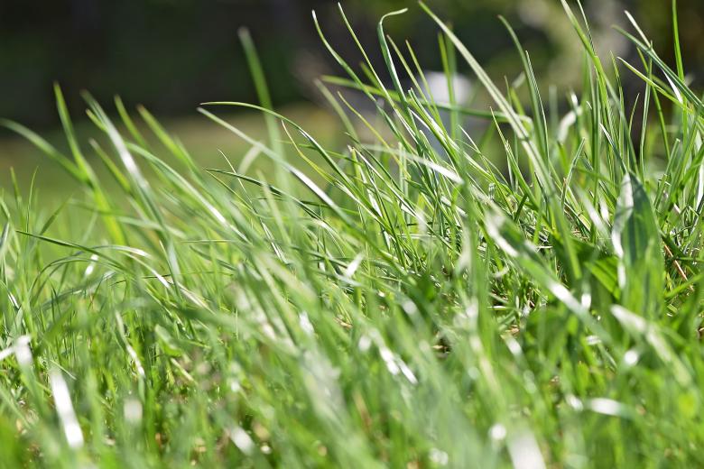 Free stock image of Grass created by Pixabay