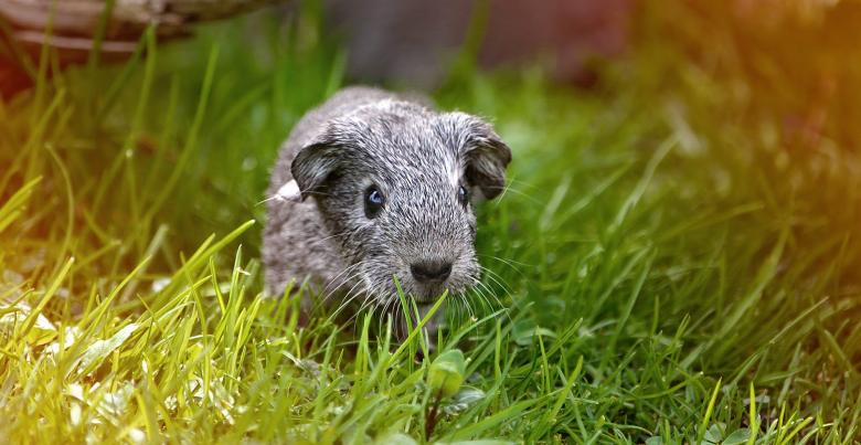 Free stock image of Guinea Pig Outside created by Pixabay