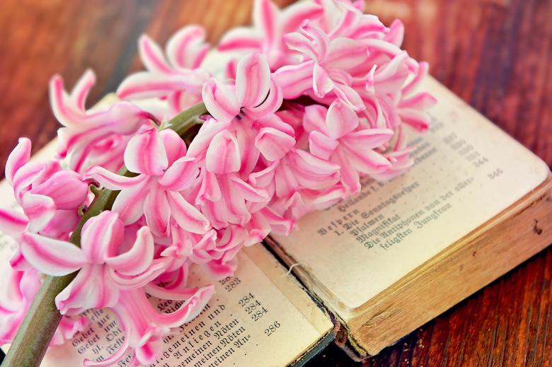 Free stock image of Hyacinth created by Pixabay