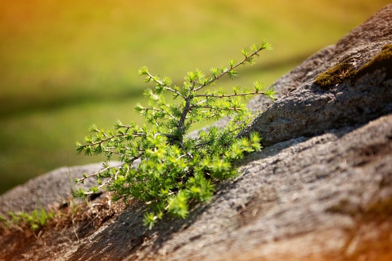 Free stock image of Pine created by Pixabay