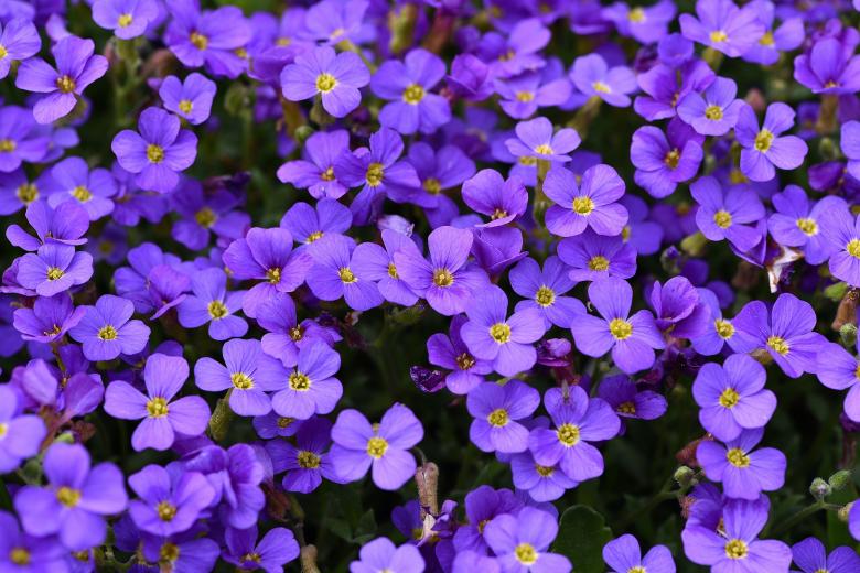 Free stock image of Fresh Flowers created by Pixabay