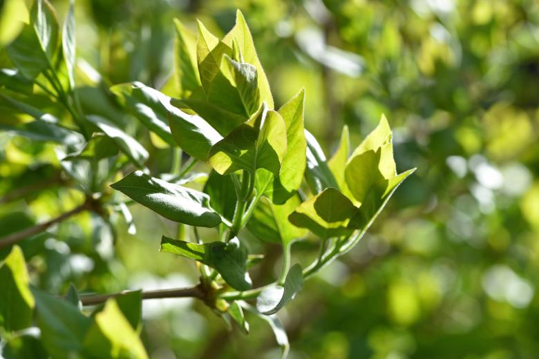 Free stock image of Tree created by Pixabay