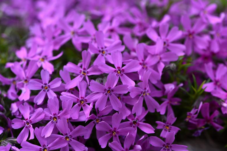 Free stock image of Blooming created by Pixabay