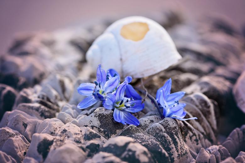 Free stock image of Shell n Flower created by Pixabay