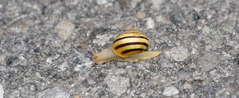 Free stock image of Snail created by Pixabay