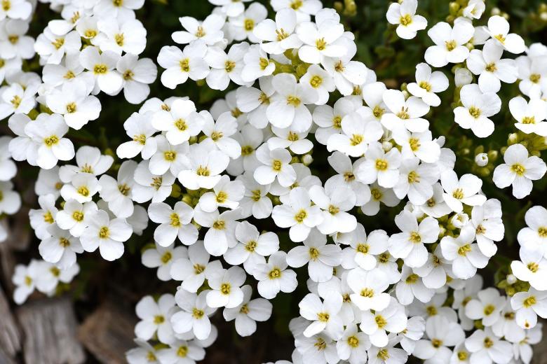 Free stock image of Stone-herb created by Pixabay