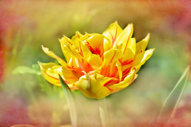 Free stock image of Yellow Tulip created by Pixabay