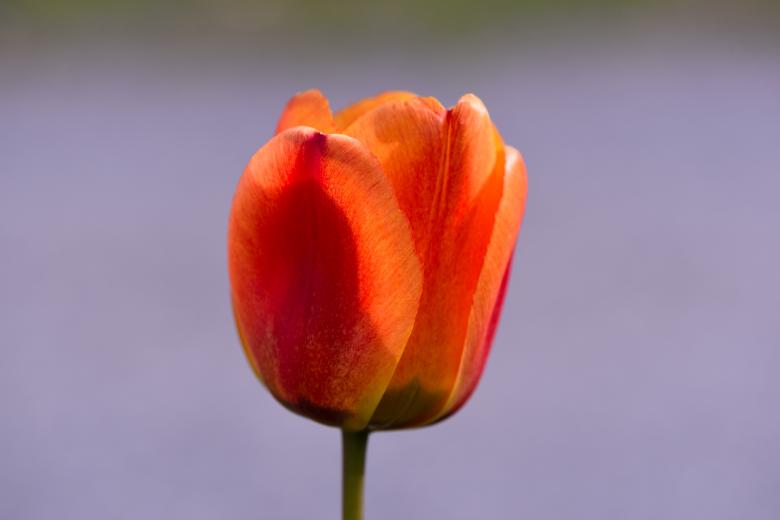 Free stock image of Flower created by Pixabay
