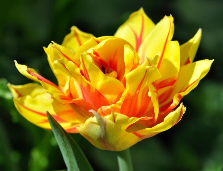 Free stock image of Blooming created by Pixabay