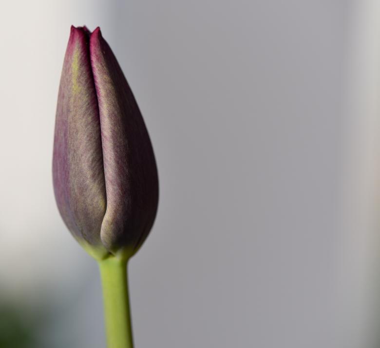 Free stock image of Nature created by Pixabay