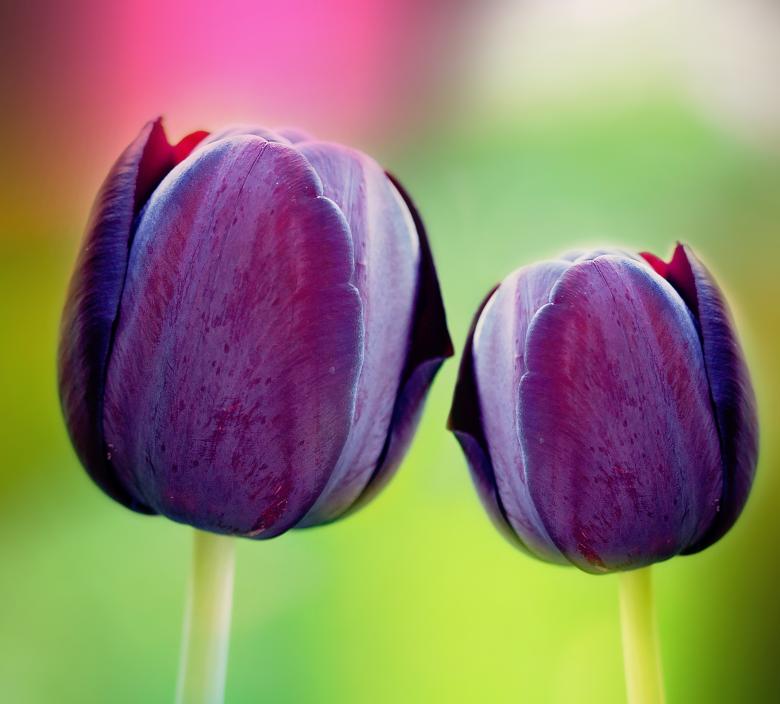 Free stock image of Purple Tulip created by Pixabay