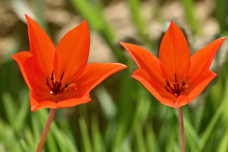 Free stock image of Flowers created by Pixabay