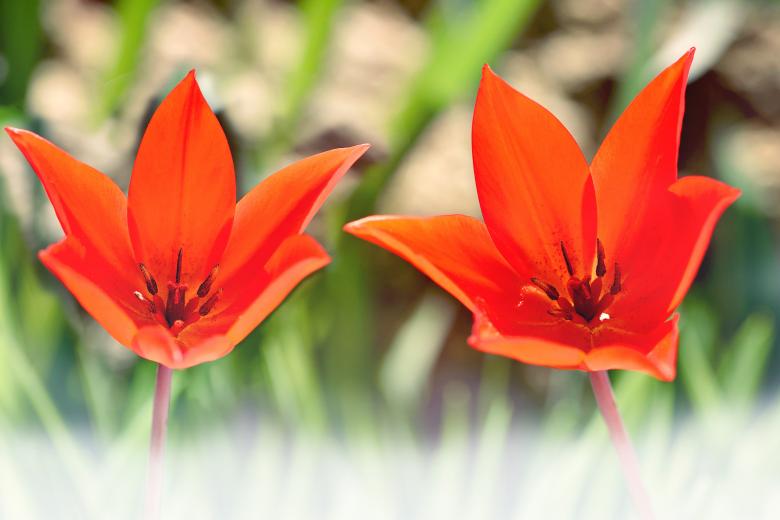 Free stock image of Red Tulips created by Pixabay