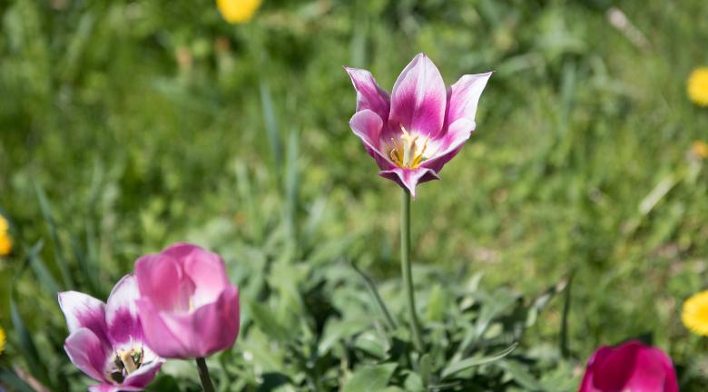 Free stock image of Tulips created by Pixabay