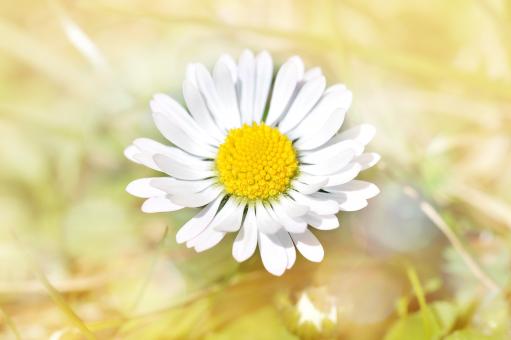 Free Stock Photo of Fresh