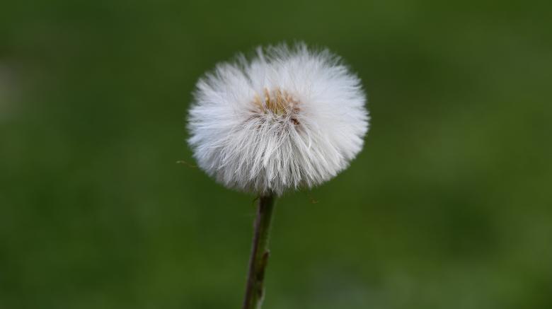 Free stock image of Fresh created by Pixabay
