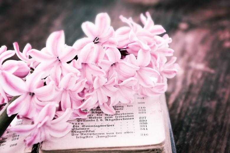 Free stock image of Flower created by Pixabay
