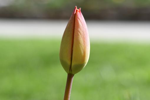 Free Stock Photo of Fresh