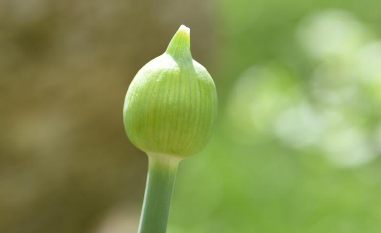 Free stock image of Nature created by Pixabay