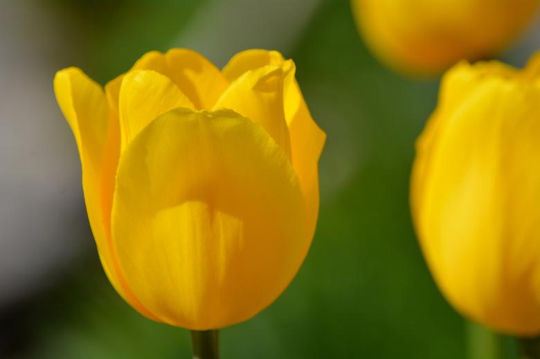 Free stock image of Flower created by Pixabay