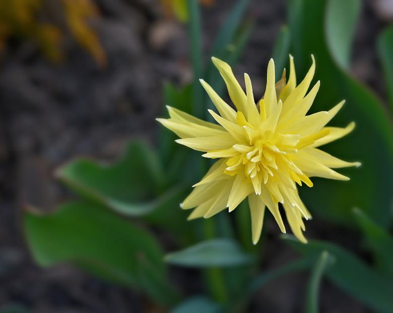 Free stock image of Flower created by Pixabay